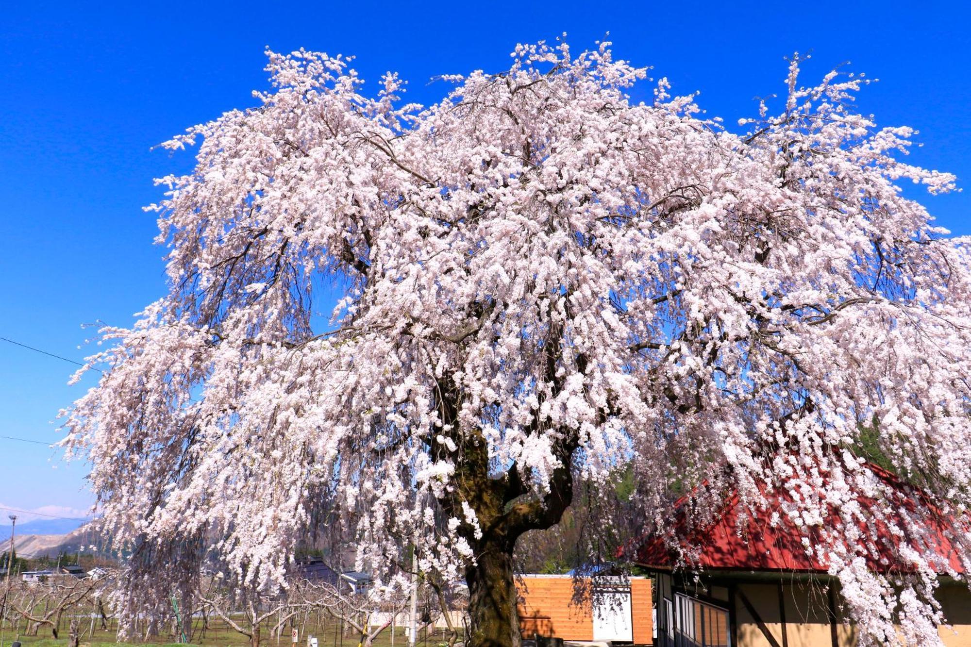 Fujiiso (Adults Only) Hotel ทาคายามะ ภายนอก รูปภาพ